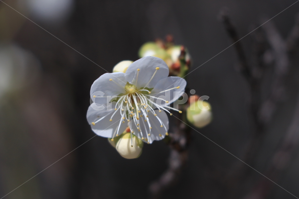 봄,벚꽃,꽃,spring,flower,cherryblossoms,봄,계절,spring,season,식물,자연,plants,nature,꽃,flower,plant,blossom