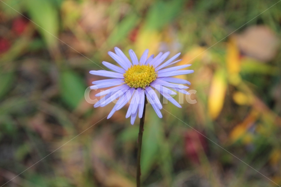 봄,꽃,봄꽃,flower,spring