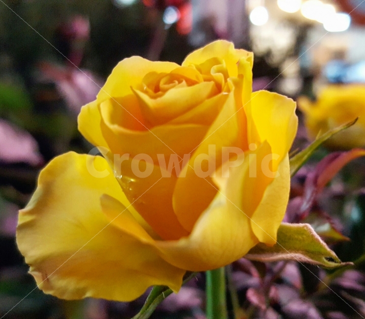 충청남도,아산,장미,꽃,배경,식물,자연,plants,nature,꽃,flower