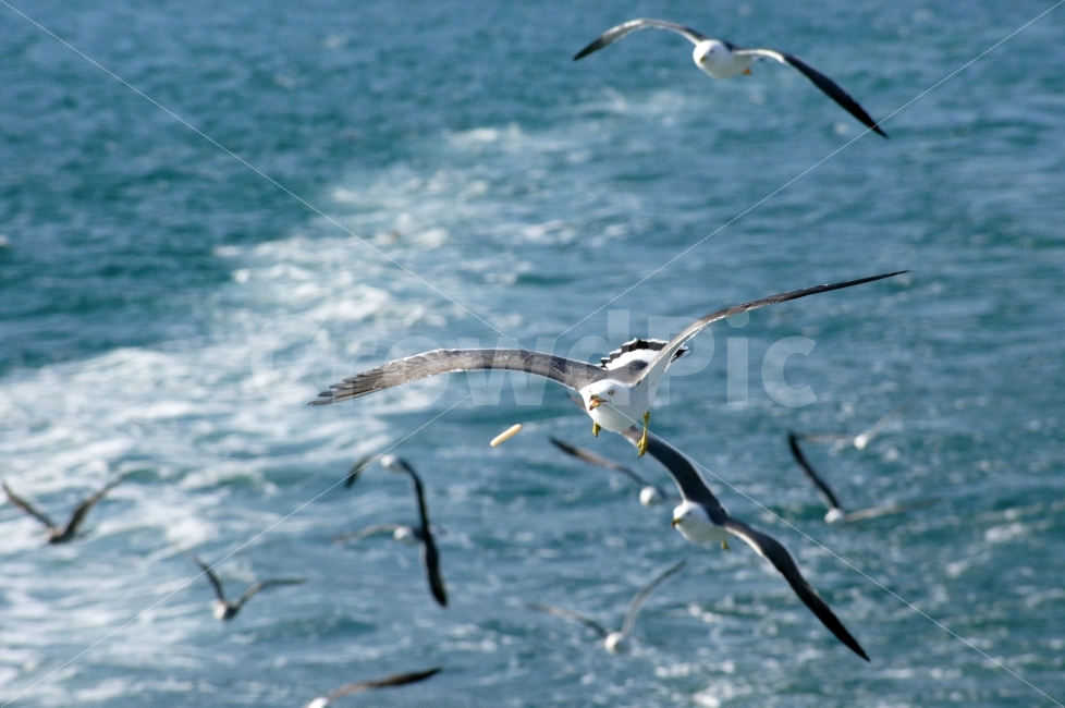 동물,바다,새,기러기,끼룩,새우깡,동물,animal,조류,새,birds