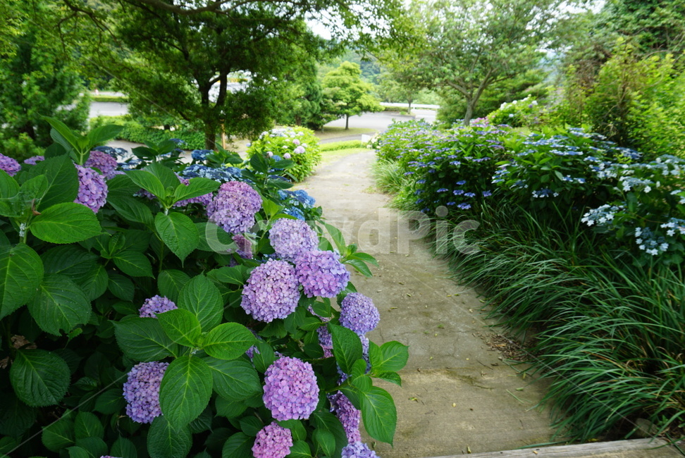 일본,수국,초록,여름,감성,자연,풍경,nature,landscape,plant,식물