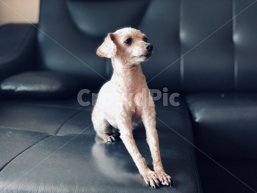 반려동물,강아지,귀여움,아련함,푸들,푸들털,곱슬,동물,animal,포유류,mammal,개,강아지,dog,doggy