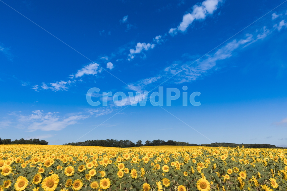 해바라기,해바라기꽃,선플라워,sunflower,꽃,flower,자연,풍경,nature,landscape,식물,plants,꽃,flower,field,들,plant