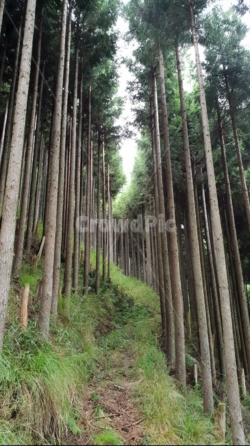 plant,식물,tree,나무,초목,삼나무,산,치유,길,숲,자연,풍경,nature,landscape,vegetation