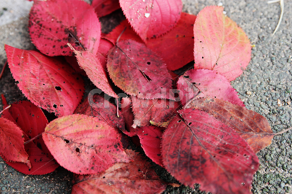 낙엽,붉은,단풍잎,가을,감성,가을,계절,fall,autumn,season,leaf,잎,plant,식물