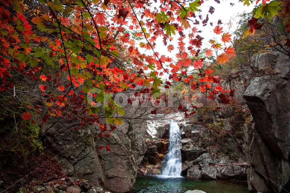 단풍,가을,경주,나무,잎,가을,계절,fall,autumn,season,자연,풍경,nature,landscape
