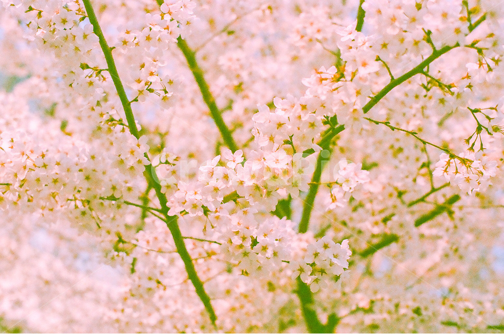 봄,벚꽃,cherryblossom,flowers,꽃,식물,자연,plants,nature,꽃,flower