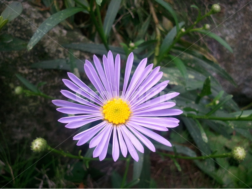 아스타,참취속,보라색꽃,산구름국화,두상화,설상화,식물,자연,plants,nature,꽃,flower