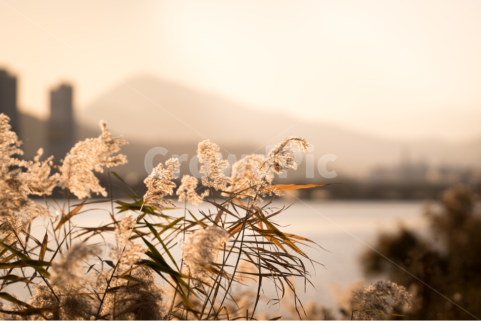 울산,태화강,갈대,가을,노을,가을,계절,fall,autumn,season,식물,자연,plants,nature,감성,sensible,feeling,grass,잔디,plant,lawn,reed