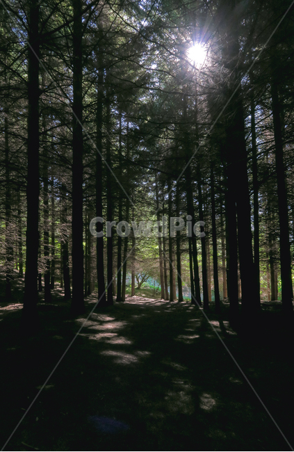 자연,숲,공기,태양,빛,나무,nature,vegetation,plant,woodland,outdoors,forest,tree,sunlight