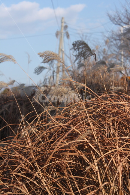 갈대,겨울이미지,reed,식물,배경,바탕,winter,plants,nature,windy,object,사물,자연,억새,brown,야외,outdoor,dry,가을,계절,fall,autumn,season,식물,자연,plants,nature,grass,잔디,plant,lawn