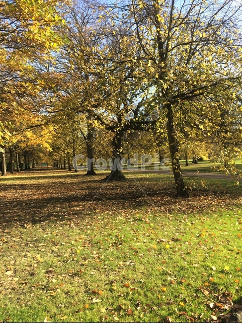 나무,식물,공원,tree,plant,park,잔디,grass,가을,계절,fall,autumn,season,tree trunk,나무 줄기