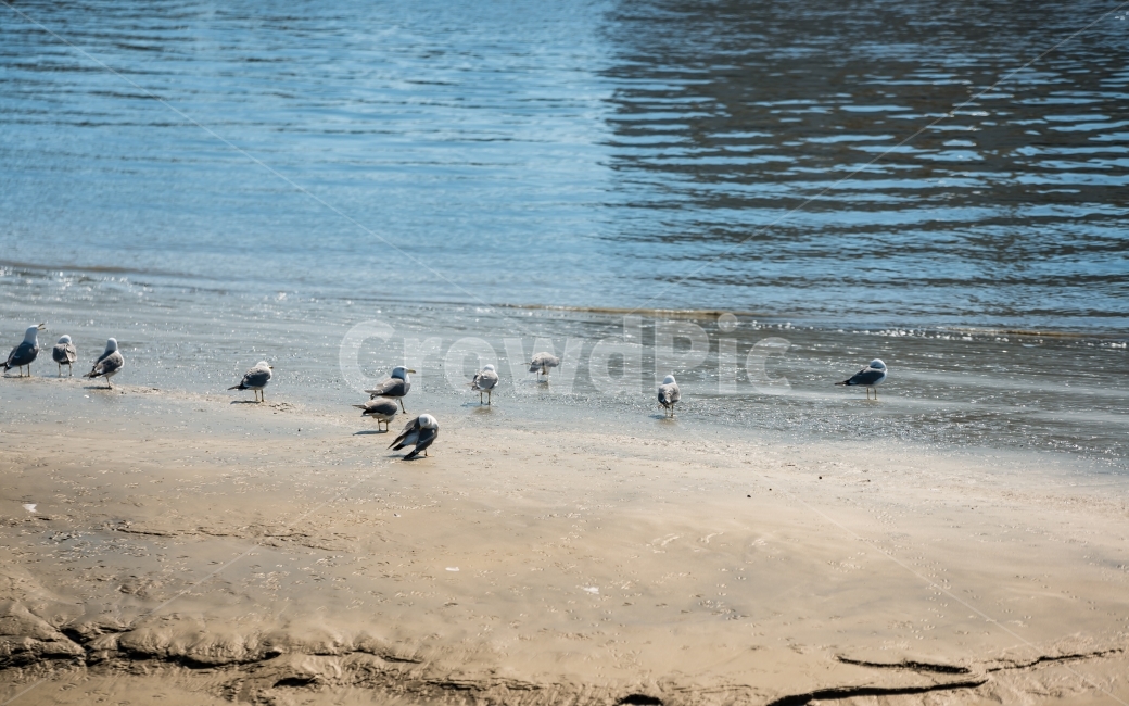 섬,해변,바다,잔잔함,고요함,쓸쓸함,정적,풍경,자연,landscape,nature,sea,배경,배경이미지,배경화면,바탕화면,background,갈매기,새,동물,바닷가,뻘,모래사장,파도,물결,해변,바다,beach,sea,동물,animal,조류,새,birds,휴식,힐링,rest,relaxation,healing