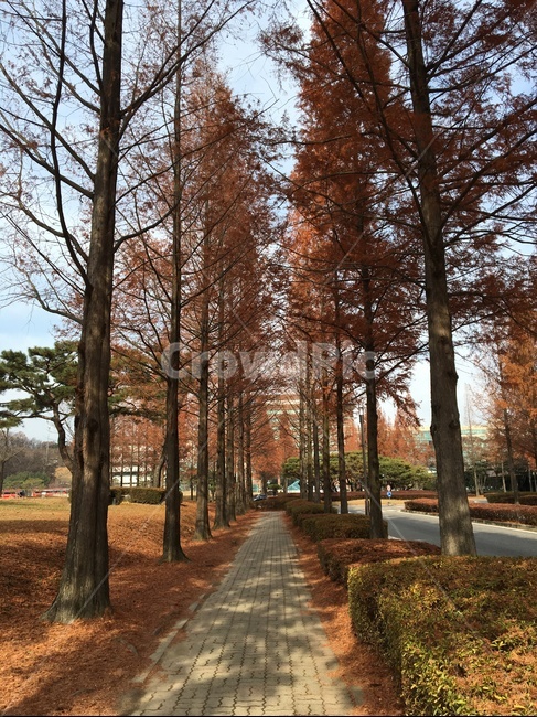 길,낙엽,가을,나무,휴식,단풍,풍경,자연,가을풍경