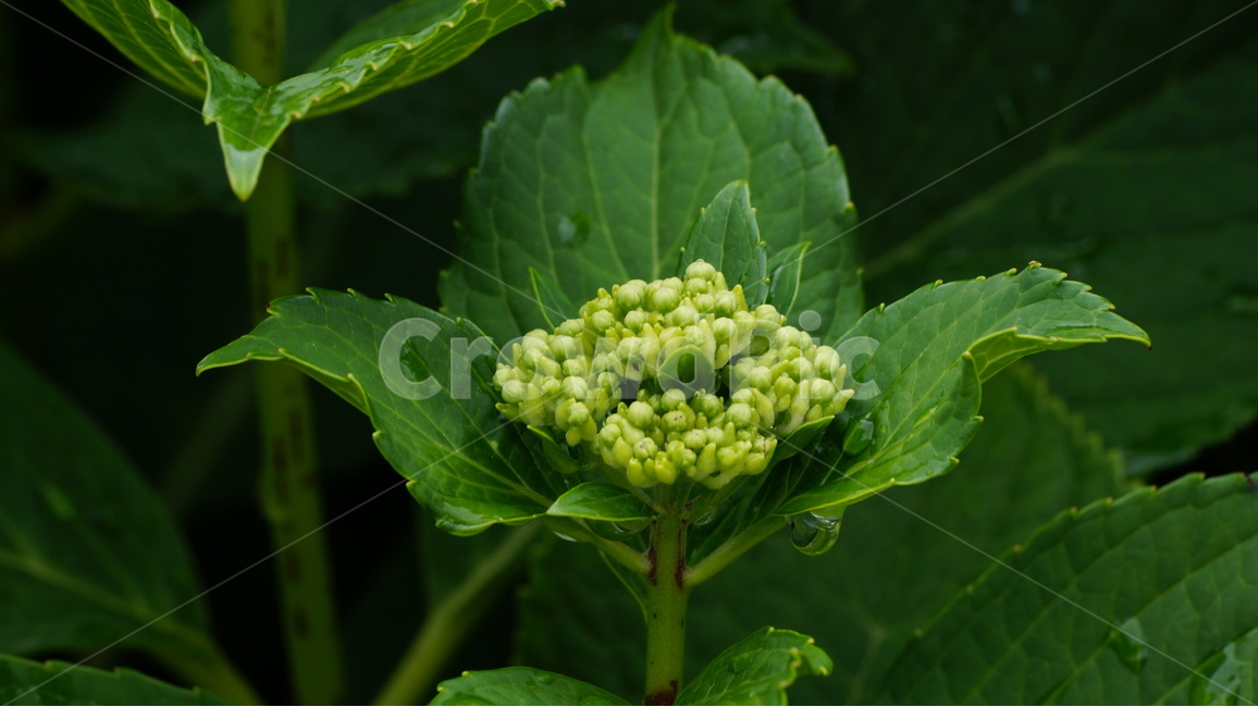 수국,꽃,꽃사진,식물,자연,식물,자연,plants,nature,꽃,flower