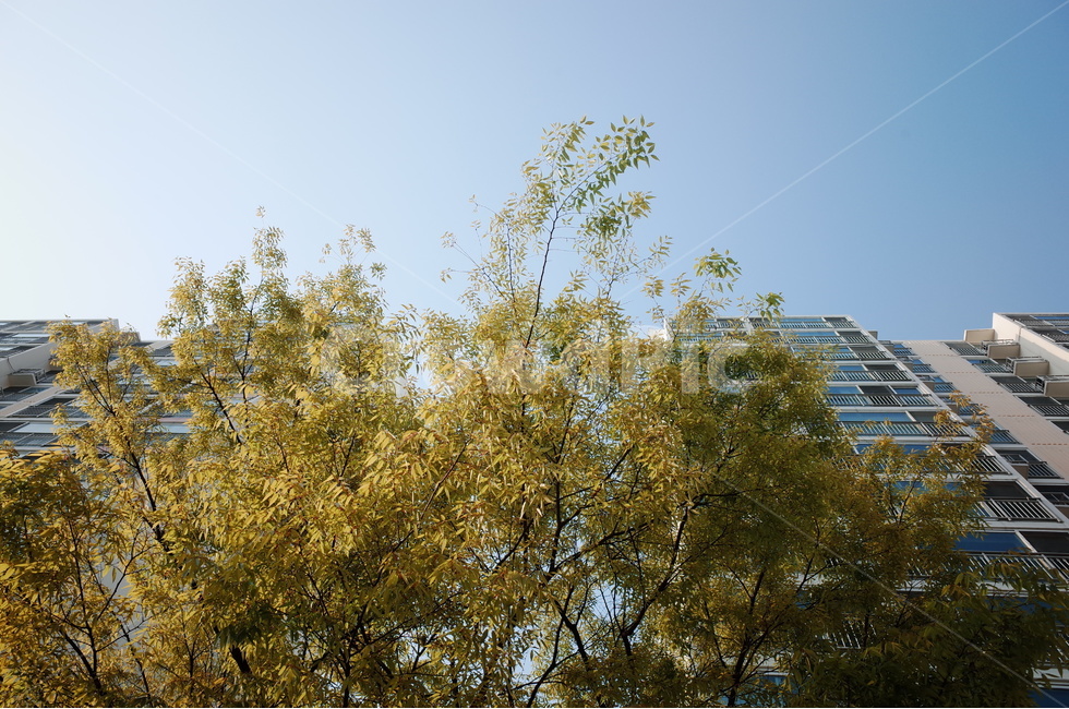 아파트,나무,나뭇잎,나뭇가지,창문,하늘,식물,자연,plants,nature,나무,trees,wood,건축물,건물외관,exterior,building,structure,architecture,construction