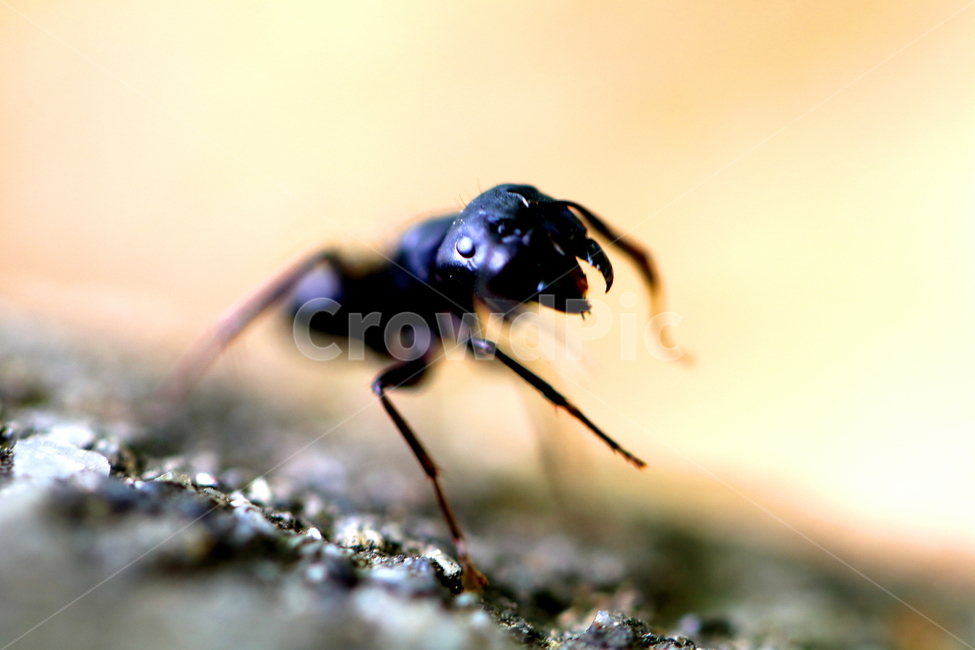 동물,개미,곤충,벌레,animal,ant,동물,animal,곤충,벌레,insect,bug