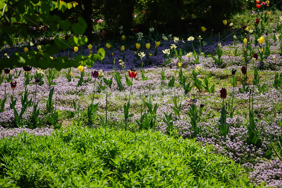 plant,식물,blossom,꽃,flower,수목원,초록,green