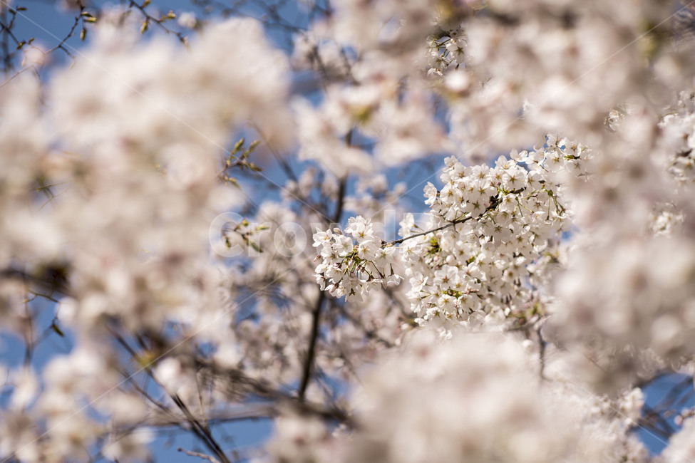 봄,spring,벚꽃,cherrybloossom,flower,꽃,나무,자연,식물,봄,계절,spring,season