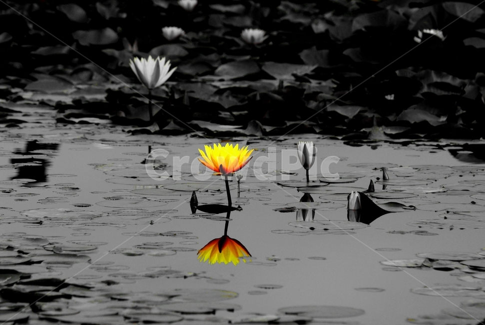 연꽃,수련,반영,흑백,꽃,연못,식물,자연,plants,nature,꽃,flower,흑백,모노톤,monochrome,black and white