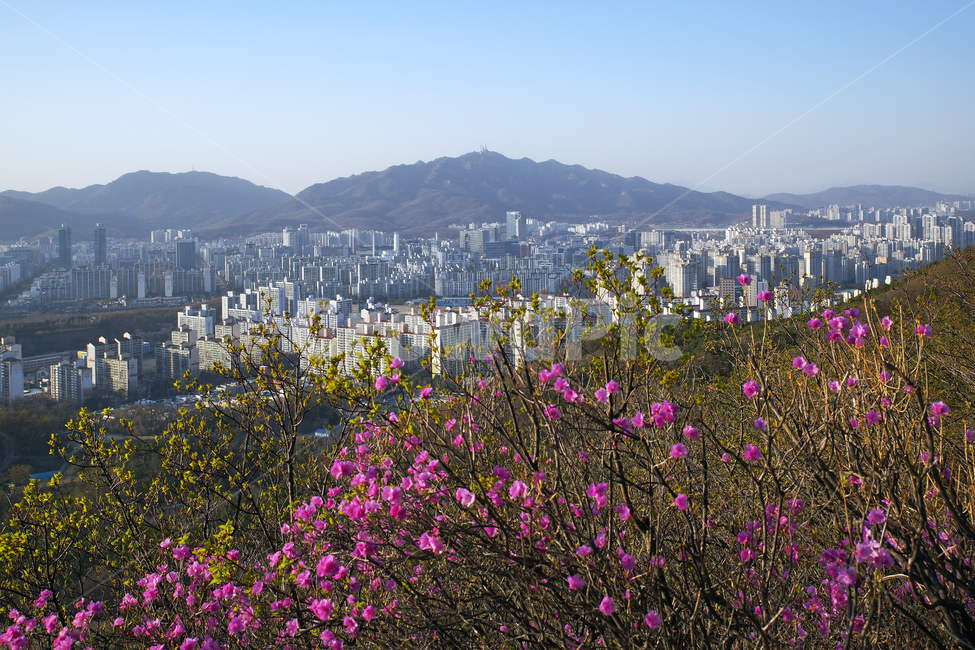 모락산,경기도,의왕시,안양시,도심풍경,도시,건물,평촌,진달래