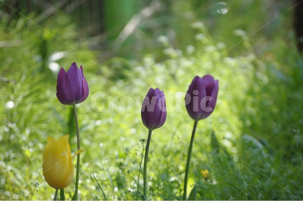 튜립,튜립꽃,화단에핀꽃,보라꽃,노랑꽃,식물,자연,plants,nature,꽃,flower