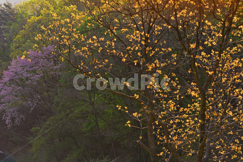 봄,봄배경,새싹,새순,배경,바탕,백그라운드,산,forest,나무,숲,4월,시즌,계절,season,풍경,자연,nature,green,녹색,초록색,연녹색,야외,outdoor,봄,계절,spring,season,자연,풍경,nature,landscape,leaf,잎,plant,식물,tree