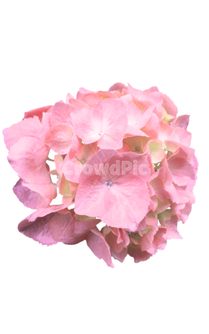수국,수국축제,꽃,분홍색,꽃다발,꽃,flower,누끼,remove background