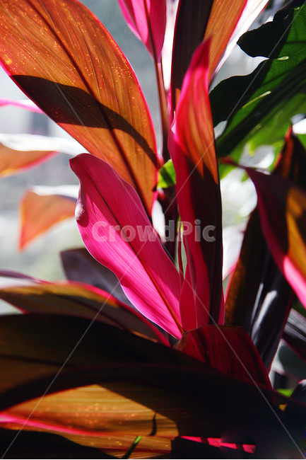 plant,식물,blossom,flower,꽃