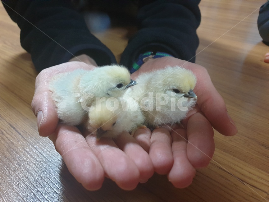 동물,병아리,노란색,귀여운,닭,시골,어린동물