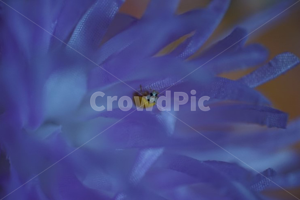 plant,무당벌레,벌레,곤충,식물,꽃,화훼,감성,감성사진,정원,작은,동물