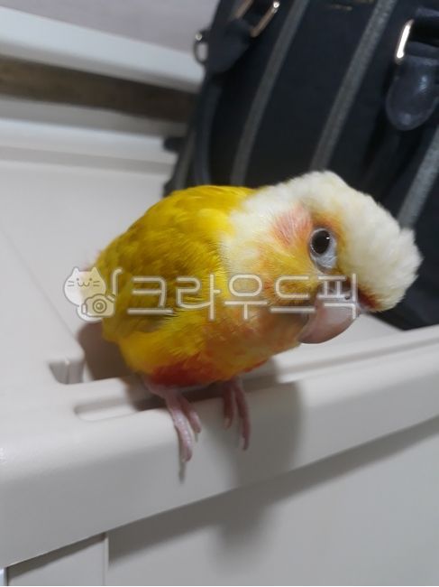 Suncheek Conure,bird,conure,animal,parrot,pet