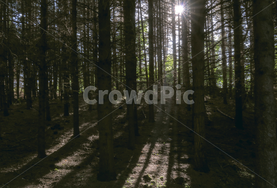 숲,빛,플레어,sunlight,햇빛,light,자연