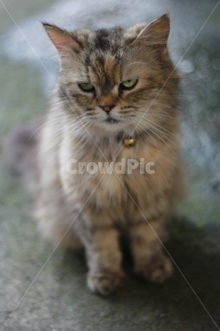 고양이,길냥이,동물,아웃포커스,시선,동물,animal,포유류,mammal,고양이,cat,kitten,kitty