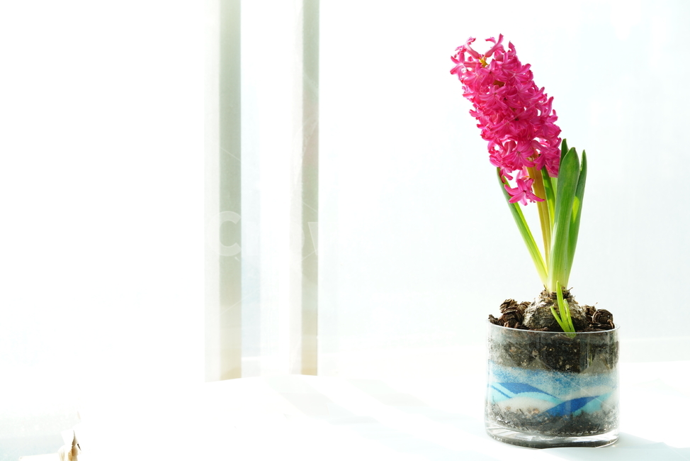 꽃,플라워,식물,생명,생물,핑크,분홍,컬러,color,flower,pink,화분,취미,녹색,그린,꽃,flower,실내용화초,화분,화초,house plant