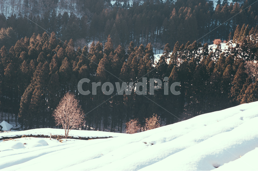 tree,나무,plant,식물,abies,아비,fir,전나무,겨울,계절,winter,season,자연,풍경,nature,landscape