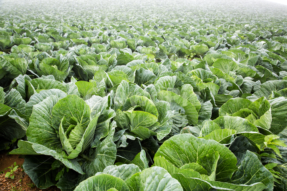 배추,배추밭,고랭지,여름,대관령,초록,plant,식물,vegetable,야채,food,음식,농업,농사,agriculture,farming,farming industry