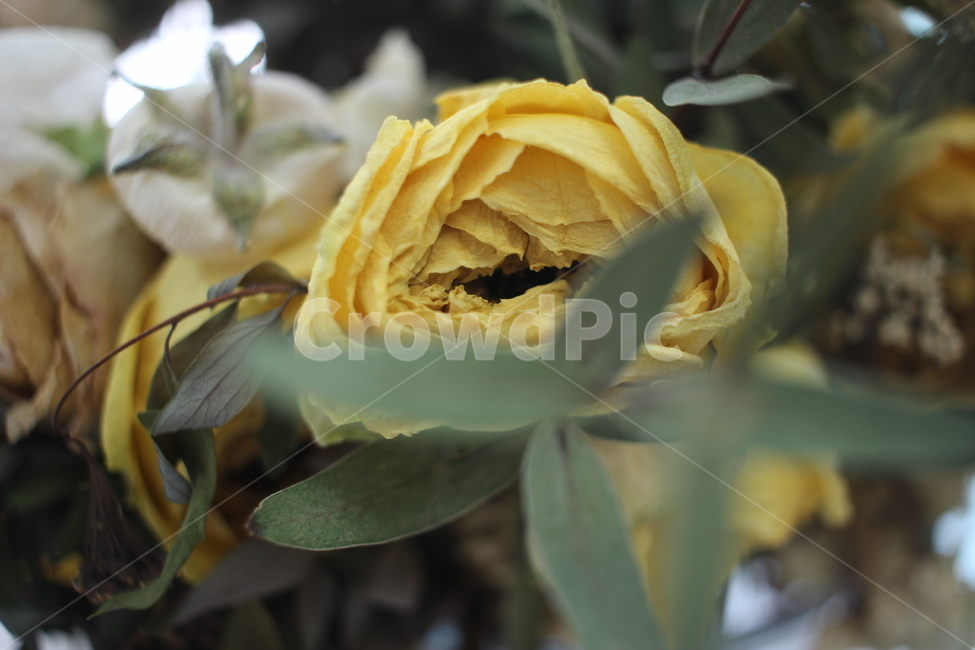 plant,식물,꽃,드라이플라워,장미,rose,flower,꽃다발,노란장미,yellowrose