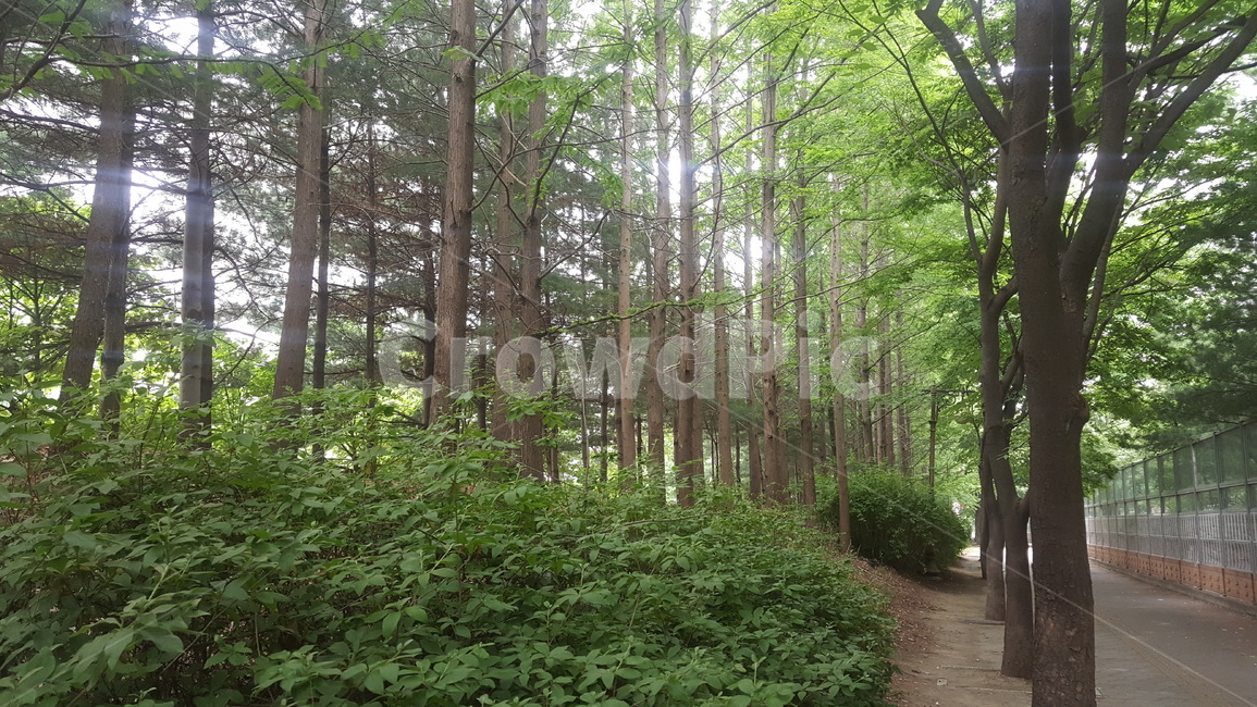 가로수,나무,거리,여름,조경,수풀
