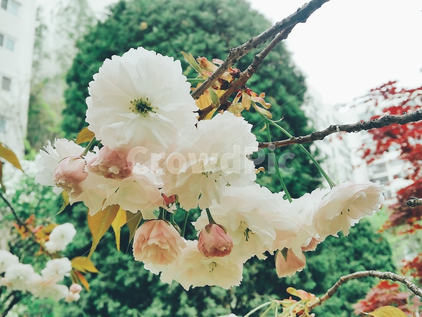 하얀꽃,왕벚꽃나무,하얀벚꽃,꽃나무,봄꽃,자연,식물