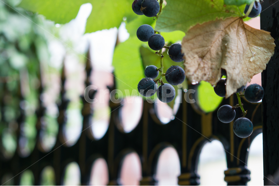 농장,포도,식물,자연,비,빗방울,식물,자연,plants,nature,과일,열매,fruit