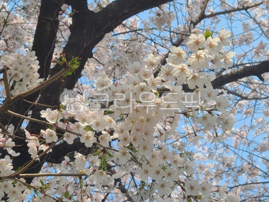 cherry blossom,cherry tree,spring,flower,cherryblossom
