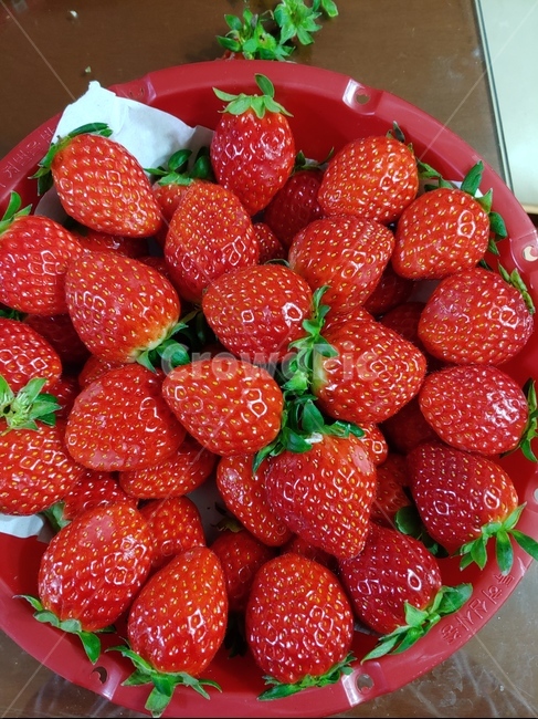 strawberry,딸기,food,식품,fruit,과일