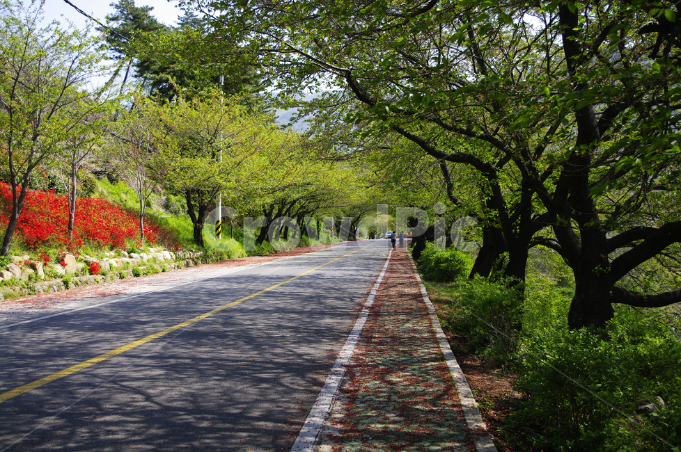 하동,길,벚꽃나무,식물,plant,봄,spring,초록,자연,풍경,nature,landscape,asphalt,아스팔트,road,도로,freeway,고속 도로,highway,고속도로