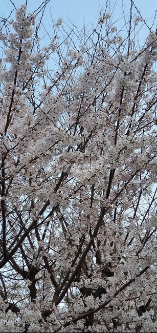 식물,꽃,벚꽃,blossom,cherryblossom