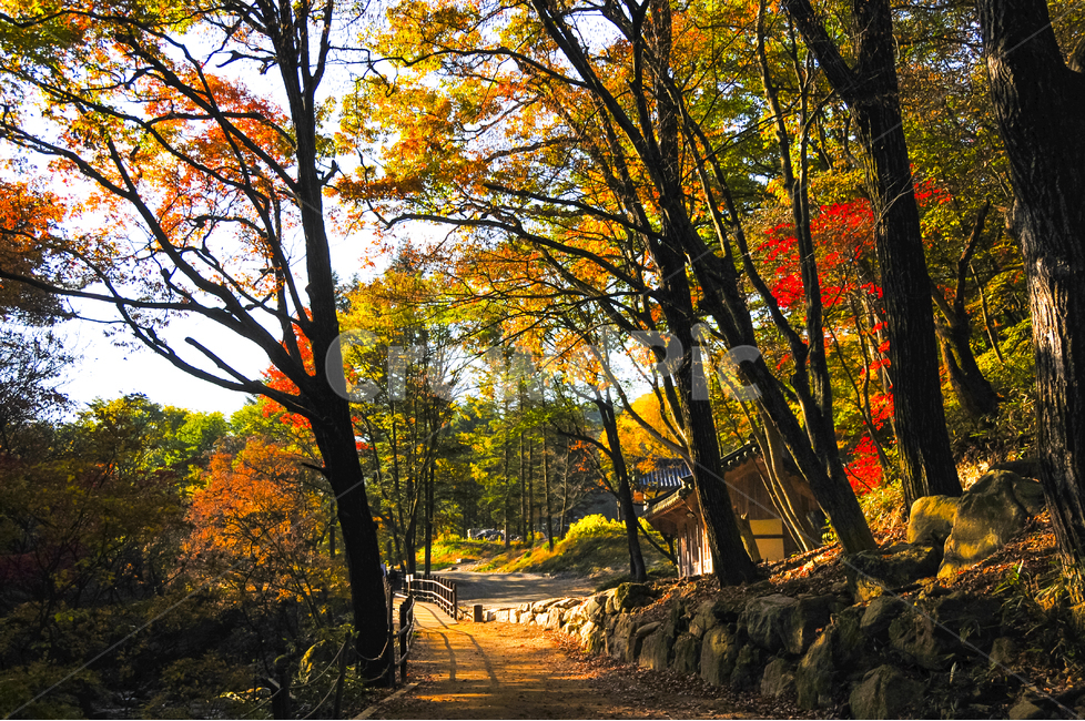 단풍,가을,치악산,계곡,나무,산행,가을,계절,fall,autumn,season,자연,풍경,nature,landscape,한국자연풍경,한국자연경관,korea nature landscape,tree,plant,식물,tree trunk,나무 줄기