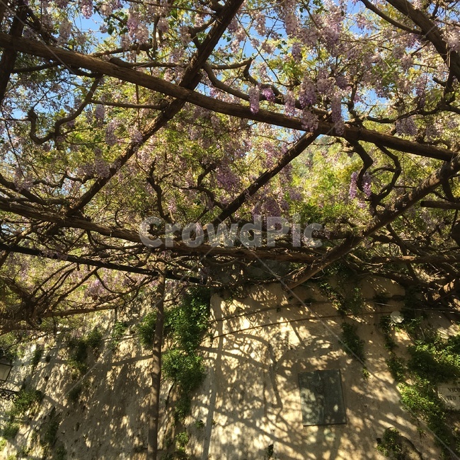 덩쿨,나무줄기,treetrunk,꽃,꽃덩쿨,plant