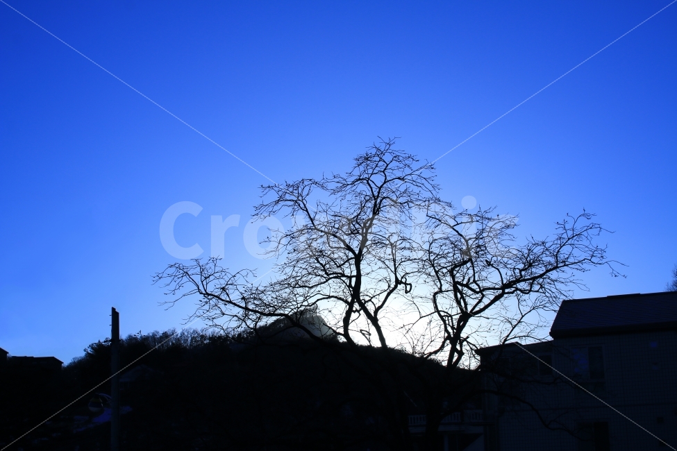 실루엣,시골,노을,나무,풍경,자연,겨울,식물,자연,plants,nature,나무,trees,wood,실루엣,그림자,silhouette,shadow