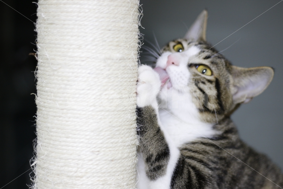 	고양이,반려동물,유기묘,길냥이,애완동물,cat,pet,kitten,아기고양이,코숏,코리안숏헤어,동물,animal,캣맘,캣대디,캣타워,그루밍,스크래치,스크래쳐,동물,animal,고양이,cat,kitten,kitty,포유류,mammal