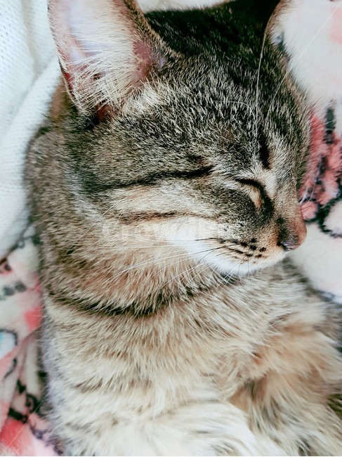 고양이,귀여운,잠,잠자는고양이,새근새근,동물,animal,포유류,mammal,고양이,cat,kitten,kitty
